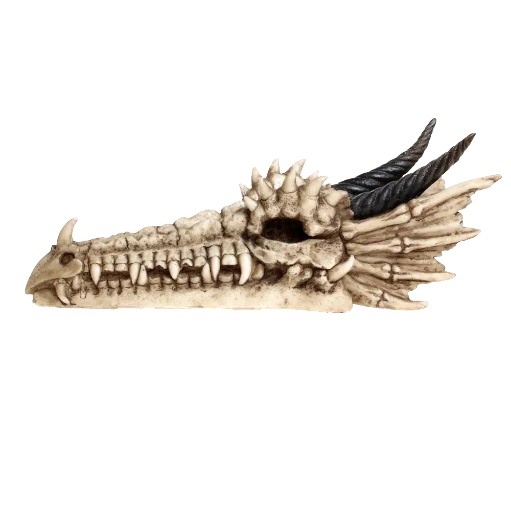 Profil gauche du crâne de dragon Draco en résine