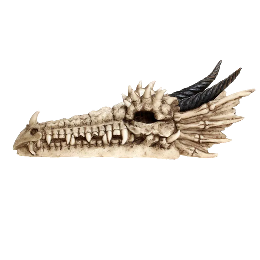 Profil gauche du crâne de dragon Draco en résine