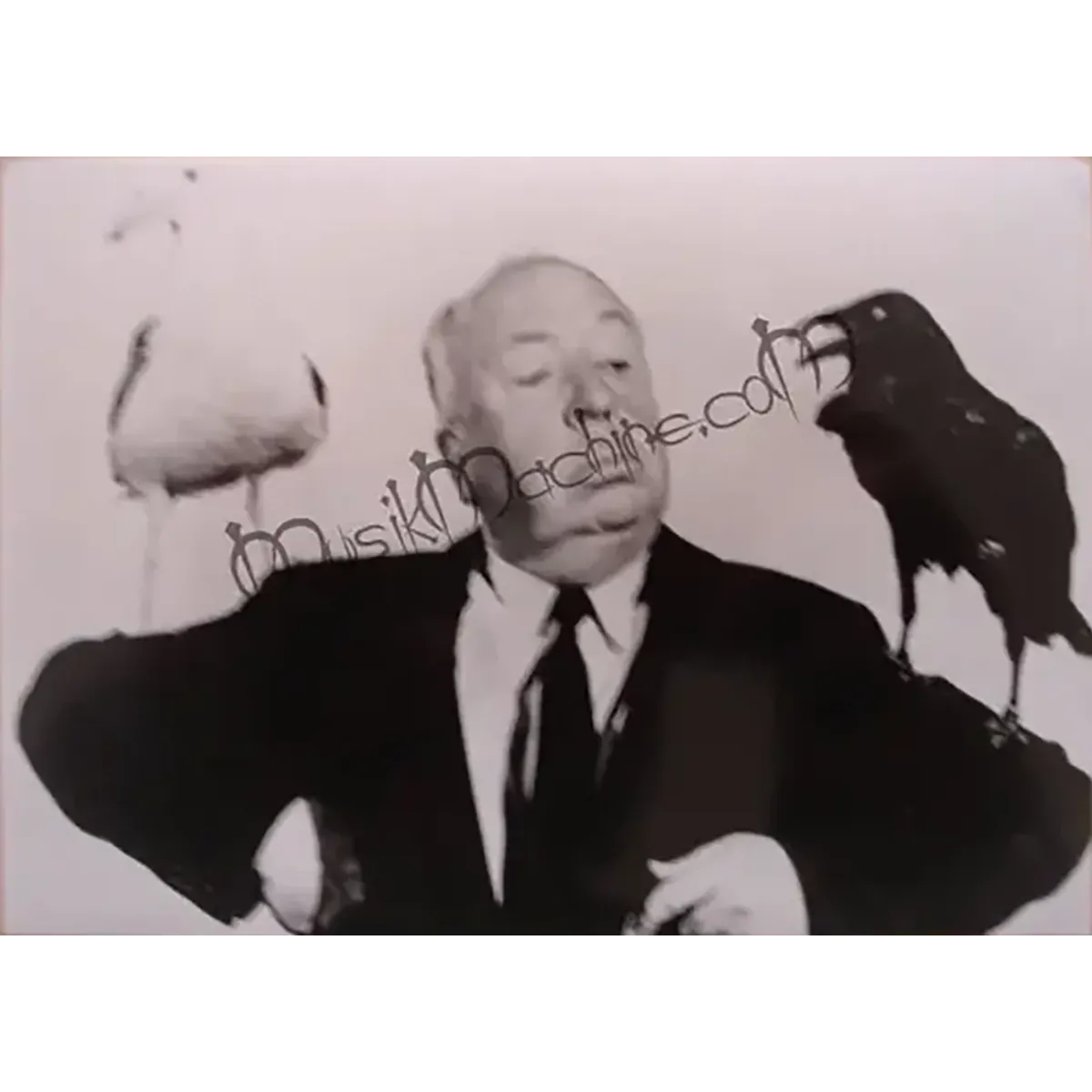 Photo Alfred Hitchcock [Les Oiseaux] (10x15cm)